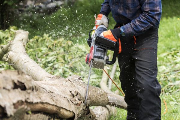 Branch Removal Service in Missoula