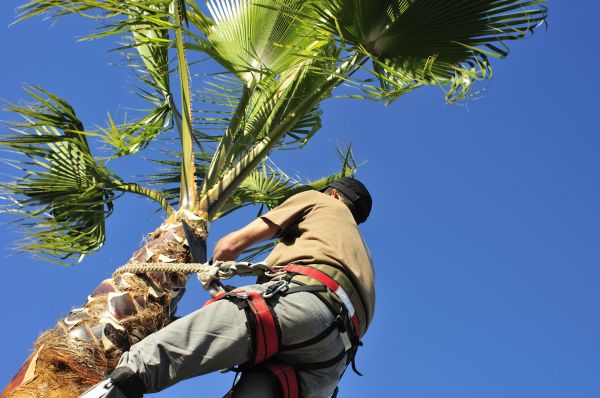 Palm Tree Trimming in Missoula