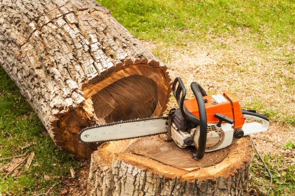 Tree Cutting Service in Missoula