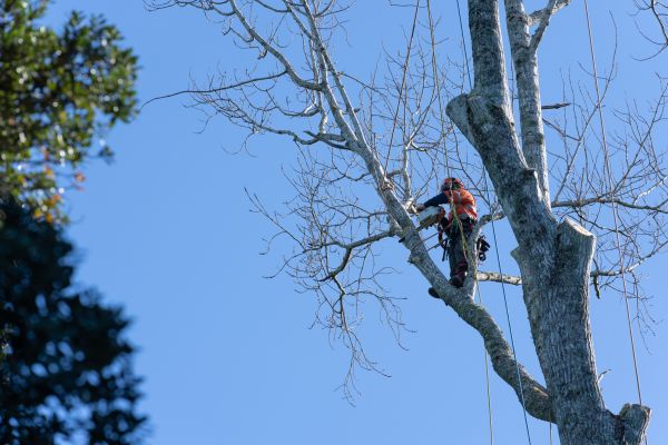 Tree Topping Service in Missoula