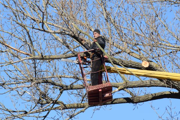Emergency Tree Trimming in Missoula