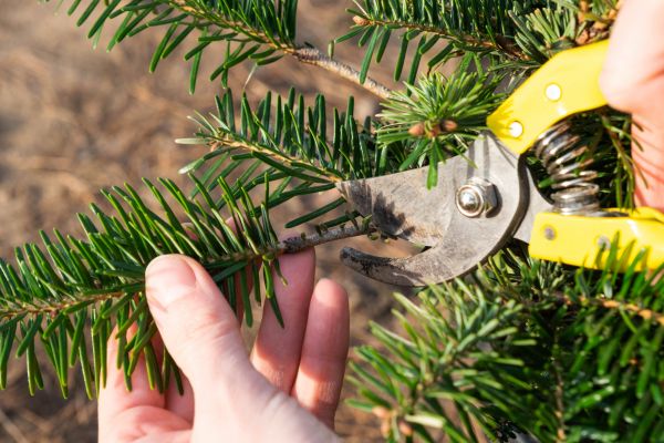 Pine Tree Pruning in Missoula