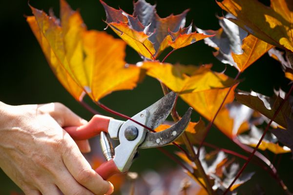 Maple Tree Pruning in Missoula