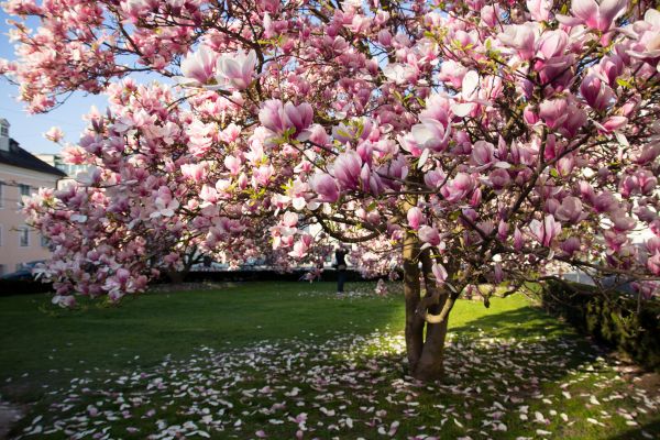 Magnolia Tree Pruning in Missoula