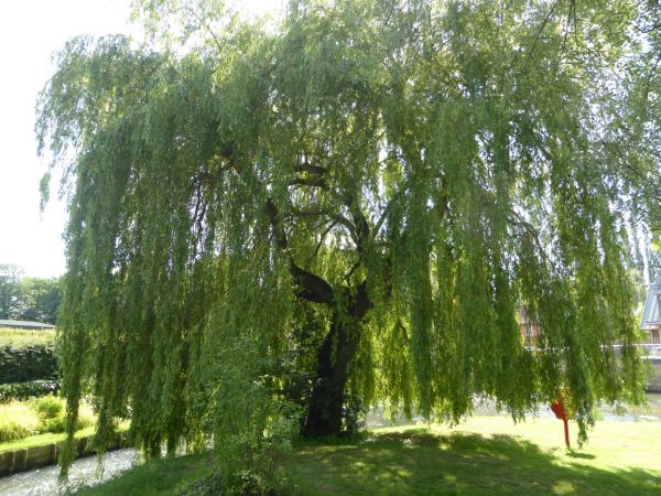 Willow Tree Trimming in Missoula