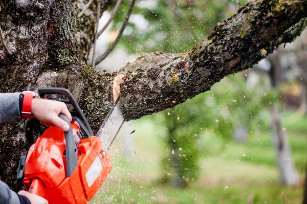 Tree Limbs Removal in Missoula