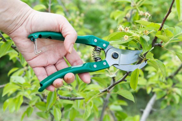 Pear Tree Pruning in Missoula