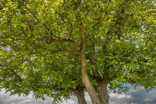 Walnut Tree Trimming in Missoula