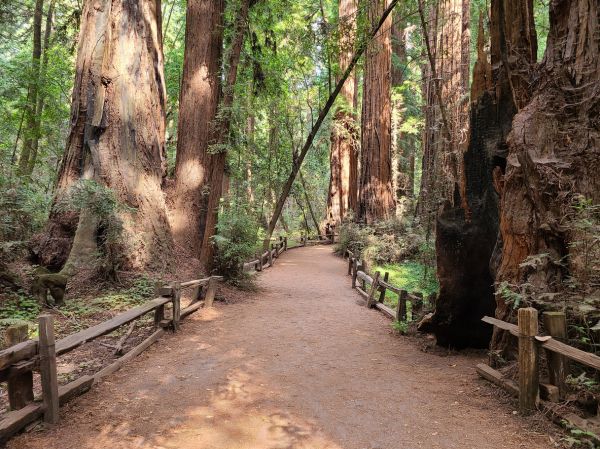 Redwood Tree Pruning in Missoula