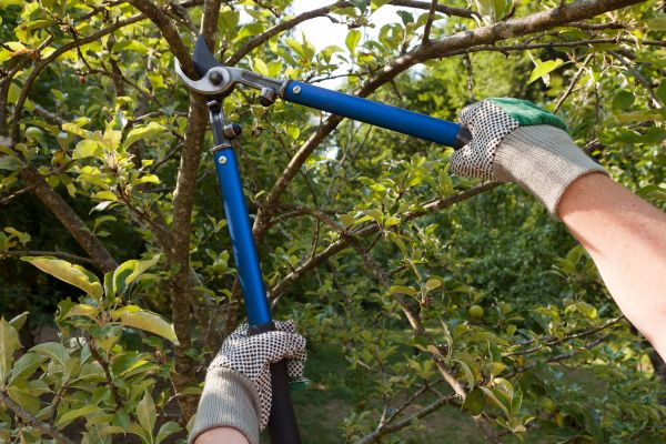 Residential Tree Pruning in Missoula