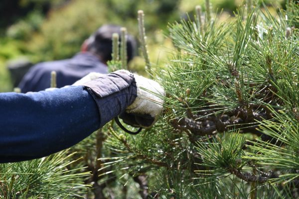 Pine Pruning