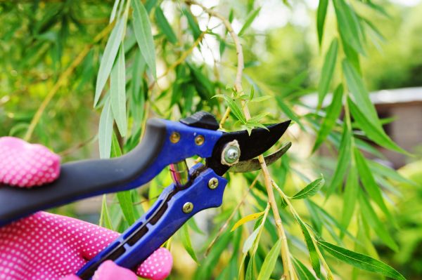 Bamboo Pruning