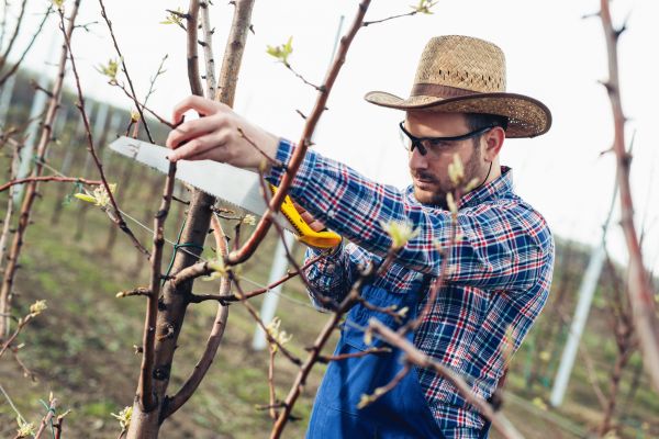 Orchard Tree Pruning in Missoula