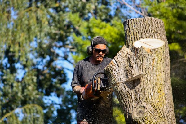 Ash Tree Pruning in Missoula