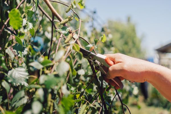 Birch Tree Pruning in Missoula