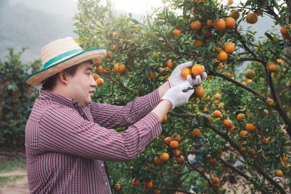 Orange Tree Pruning in Missoula