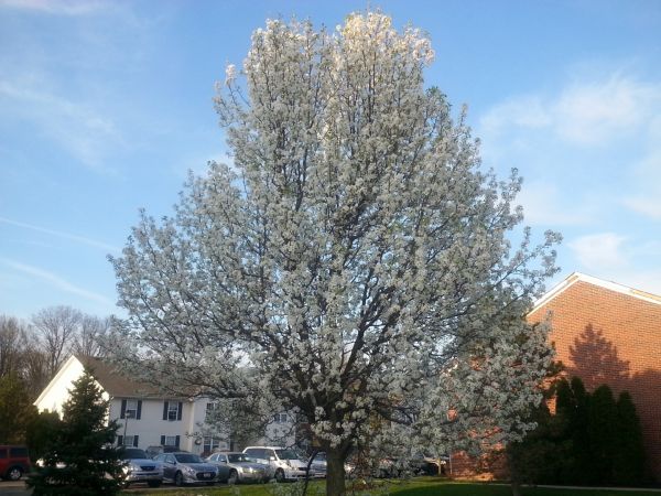 Bradford Pear Tree Pruning in Missoula
