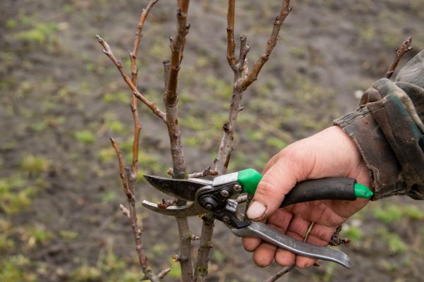 Pear Trees Pruning in Missoula