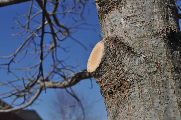 Limb Pruning in Missoula
