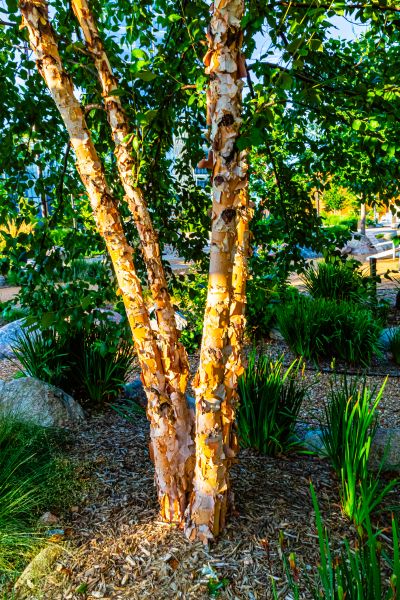 River Birch Trimming in Missoula