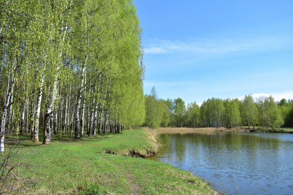 River Birch Pruning in Missoula
