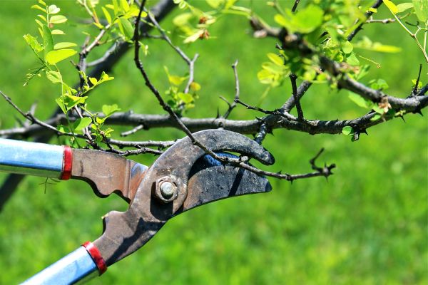 Branches Pruning in Missoula