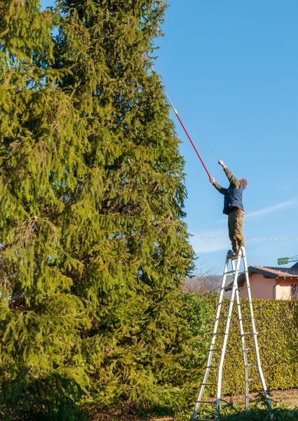 Pine Tree Trimming Service