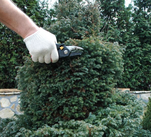 Ornamental Tree Trimming in Missoula