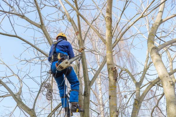 Large Tree Trimming in Missoula