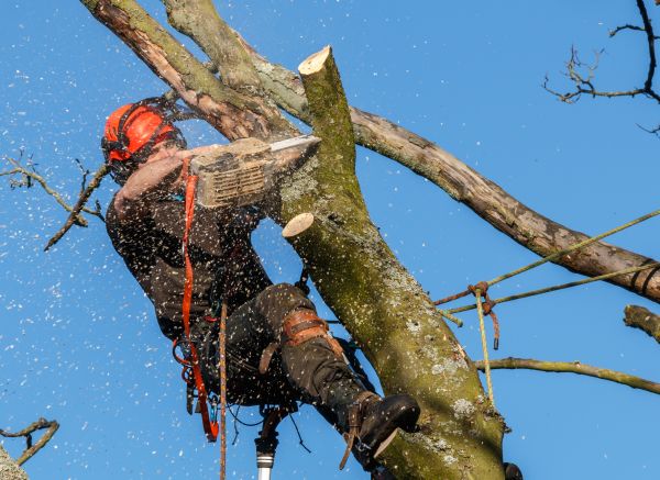 Tree Trimming Service in Missoula