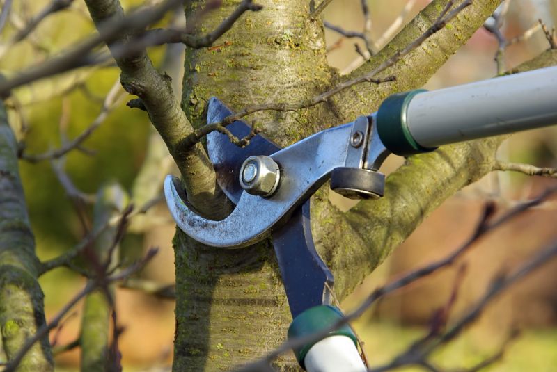 Magnolia Tree Pruning