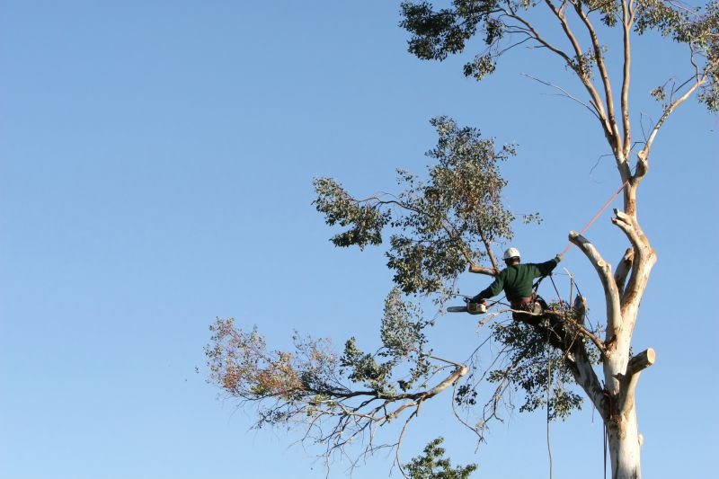 Arborist Climbing Tree