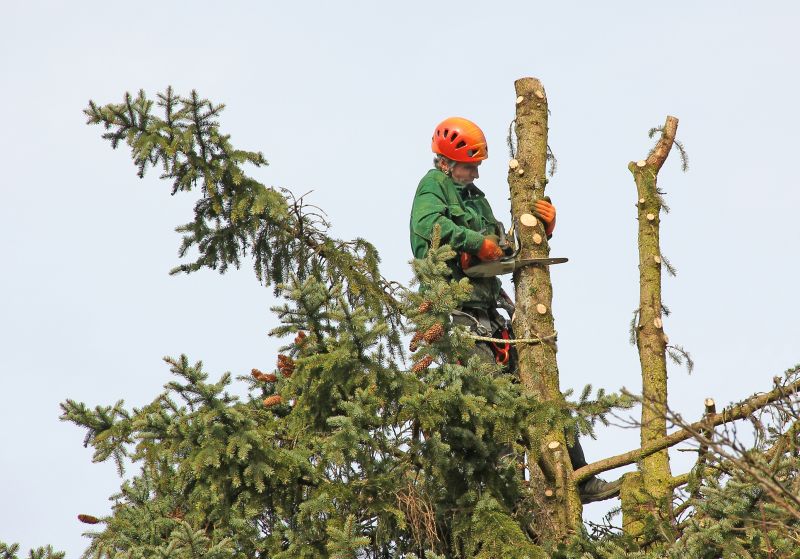 Tree Trimming Safety